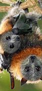 Image result for Baby Fruit Bat Yawning