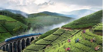 Image result for Ceylon Tea Sri Lanka