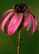Image result for Echinacea simulata