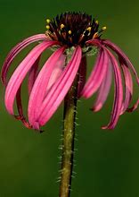 Image result for Echinacea simulata