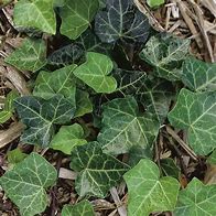Image result for Baltic Ivy