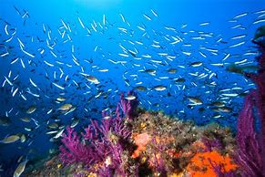 Image result for Mediterranean Sea Animals