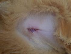 Image result for Cat Spay Stitches