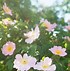 Image result for Rosa canina