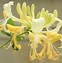 Image result for Lonicera periclymenum Scentsation