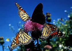 Image result for Butterfly Insect