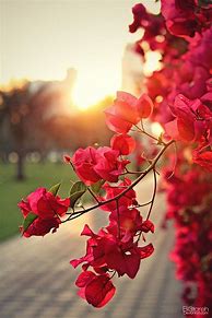 Image result for Aesthetic iPhone Wallpapers Flowers