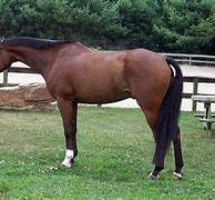 Image result for Brown Thoroughbred Horse