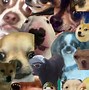 Image result for Cute Meme Pics