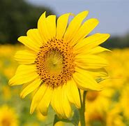 Image result for Photo of a Sunflower