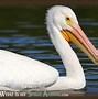 Image result for Stars and Pelican