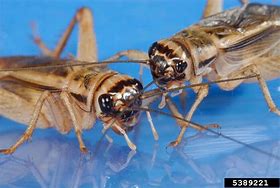 Image result for Gryllidae