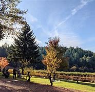 Image result for Apple Hill Pic
