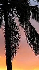 Image result for Palm Tree Wallpers iPhone