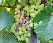 Image result for Grapevine Diseases