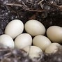 Image result for Bird Nests On Houses