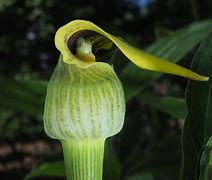 Image result for Arisaema flavum