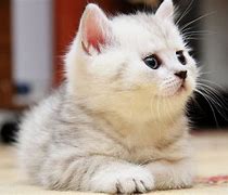 Image result for Cute Fluffy Kitty