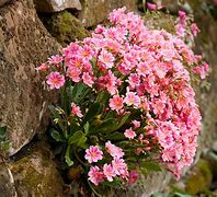 Image result for Lewisia cotyledon