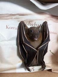 Image result for Dog-Faced Fruit Bat