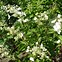 Image result for Hydrangea paniculata White Lady