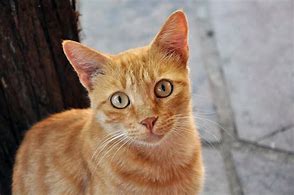 Image result for gatos