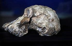 Image result for Oldest Human Fossil Ever Found