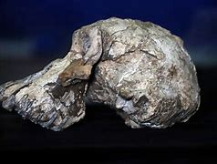 Image result for Old Human Skull