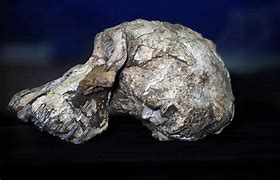 Image result for Skull 100 Years Old