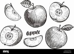 Image result for Vintage Green Apple Drawing