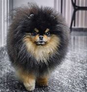 Image result for Pomeranian Boo Black