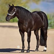 Image result for Western Quarter Horse