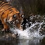 Image result for Aesthetic Tiger Wallpaper