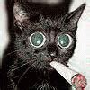 Image result for Weed Cat Meme
