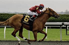 Image result for 4 Racing Horses