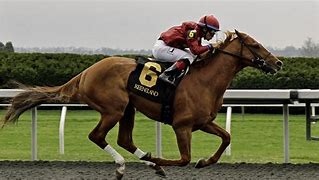 Image result for Horse Racing Rides
