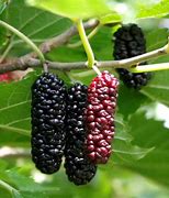Image result for What Does a Mulberry Tree Look Like