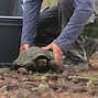 Image result for Pete and Repete Tortoise