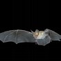 Image result for Bat Hanging From Blood Draw Sign