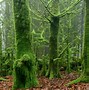 Image result for Mosses