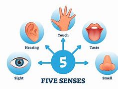 Image result for Five Senses Touch