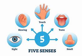Image result for 5 Senses Chart