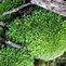 Image result for Types of Moss Plants
