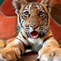 Image result for Sriracha Tiger Zoo
