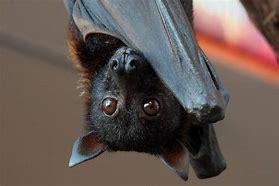 Image result for Flying Fox Bat