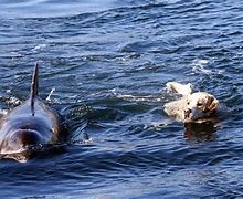 Image result for Delfin Labrador