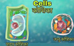 Image result for Cellular Meaning in Hindi