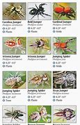 Image result for Texas Spider Identification