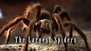 Image result for Biggest Spider That Ever Lived