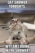 Image result for Cat Shower Meme